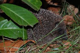 Voorkom maaislachtoffers