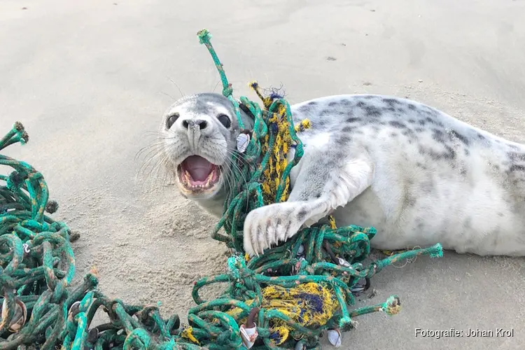 Opvangcentra werken samen voor verstrikte zeehonden
