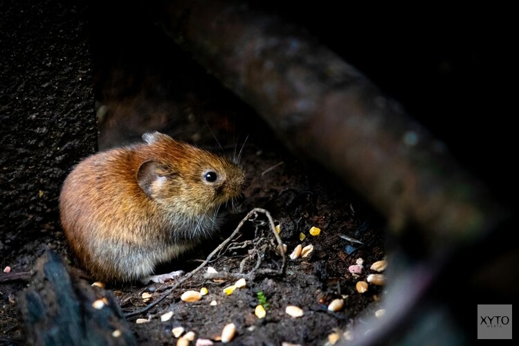 Onderzoek: ratten en muizen zorgen voor meeste overlast in Noord-Holland