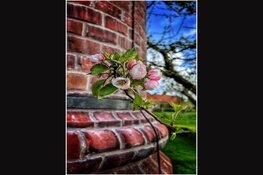 Smartphone Fotografie workshop in het Zuiderzeemuseum