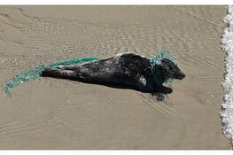 Verstrikte zeehond bevrijd door Ecomare en KNRM