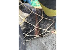 Verstrikte zeehond bevrijd door Ecomare en KNRM