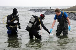 Zeepaardjes naar zee