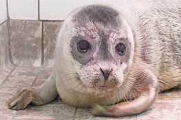 Eerste pup gewone zeehond in opvang Ecomare