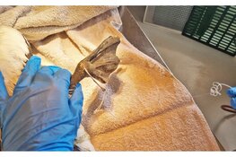 Jan-van-gent bevrijd van vislijn