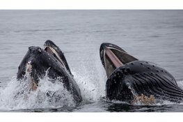 25 Juli: Walvisdag bij Ecomare