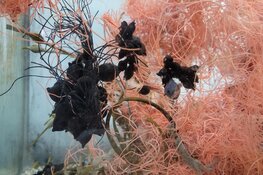 Ecomare brengt pasgeboren zeekat naar zee