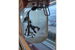 In een weckpot naar Ecomare