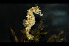 Zeepaardjes in de spotlights bij Ecomare