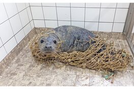 Ecomare haalt verstrikte zeehond van strand