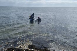 Zeepaardjes Ecomare teruggebracht