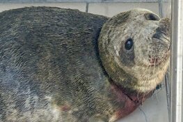 Zeehond ernstig verwond door nylon visdraad