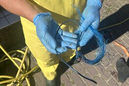 Zeehond ernstig verwond door nylon visdraad