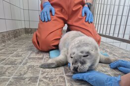 Prematuur geboren pup in opvang Ecomare