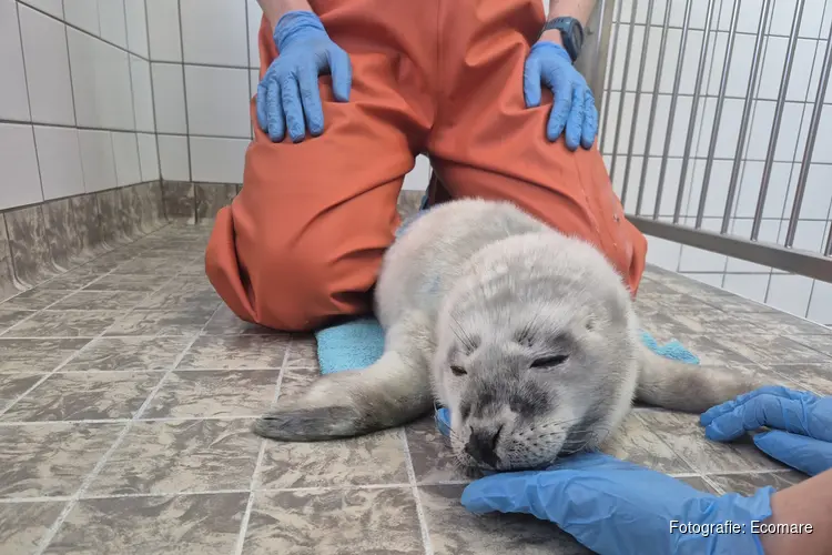 Prematuur geboren pup in opvang Ecomare