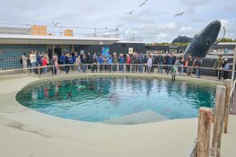Nieuw zeehondenbassin Ecomare geopend