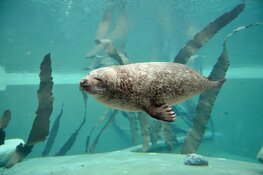 Nieuw zeehondenbassin Ecomare geopend