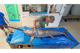 Lions Texel sponsort Ecomare voor afgietsel zwaardvis