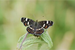 Tuinvlindertelling komt er weer aan