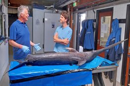 Meekijken bij werk aan zwaardvis bij Ecomare