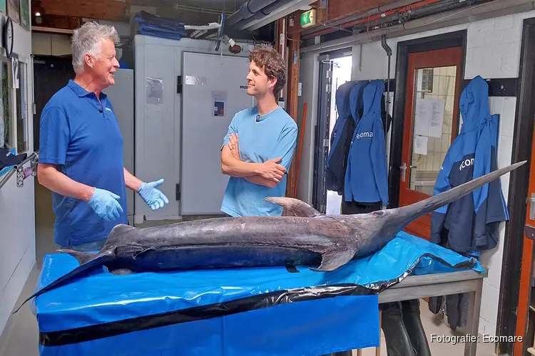 Meekijken bij werk aan zwaardvis bij Ecomare