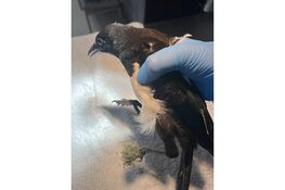 Ook los draad kan flink kwaad!