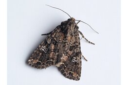 Trend nachtvlinders laatste 10 jaar stabiel