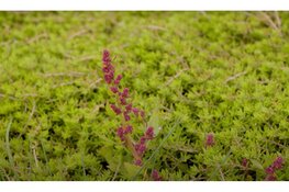 Nieuwe aanpak tegen watercrassula op Texel