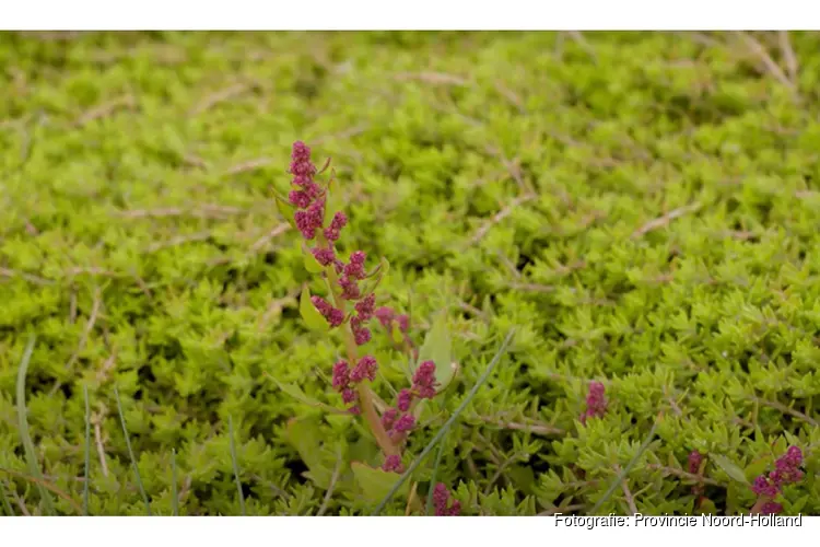 Nieuwe aanpak tegen watercrassula op Texel