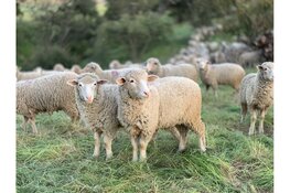 De charme van écht Texels: een schapenvacht of wollen sokken in huis