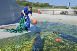 Dierendagactie bij Ecomare