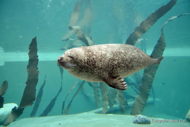 Zeehonden onder water op webcam