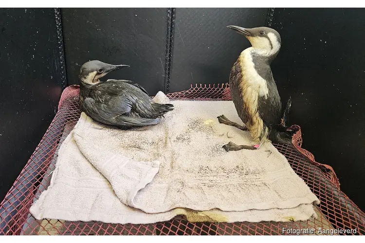 Ecomare haalt olieslachtoffers van strand