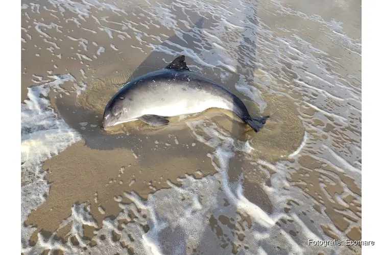 Ecomare haalt levende bruinvis van Texels strand