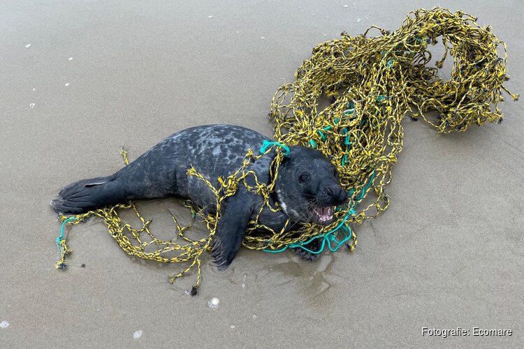 Ecomare bevrijdt drie verstrikte zeehonden in korte tijd