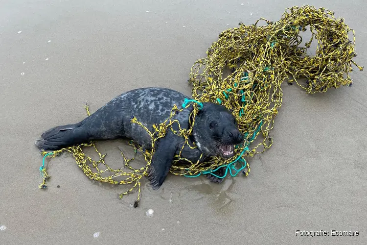 Ecomare bevrijdt drie verstrikte zeehonden in korte tijd