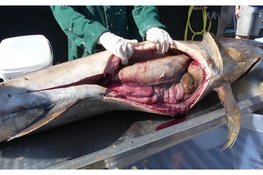 Meekijken bij maagonderzoek zwaardvis