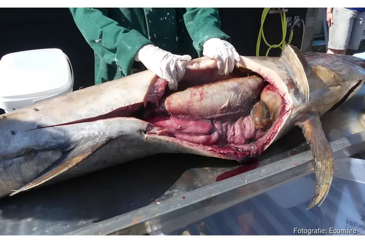 Meekijken bij maagonderzoek zwaardvis