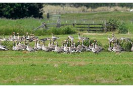 Wat te doen met een zieke (water)vogel?