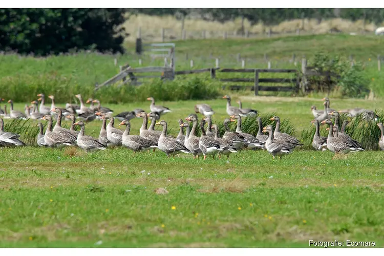 Wat te doen met een zieke (water)vogel?