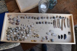 Nationale Schelpenteldag al weer voor het vijfde jaar op rij!