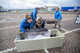 Levende bruinvis van strand gehaald