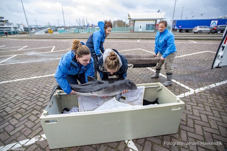 Levende bruinvis van strand gehaald