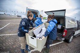 Levende bruinvis van strand gehaald
