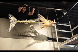 Skelet zwaardvis bij Ecomare