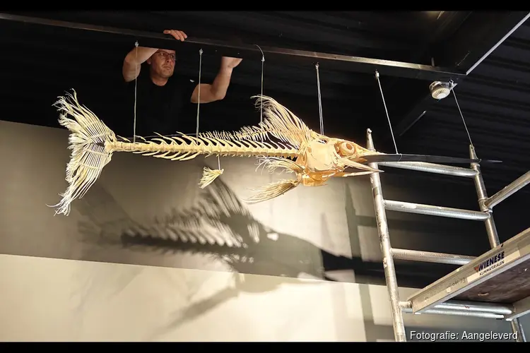 Skelet zwaardvis bij Ecomare