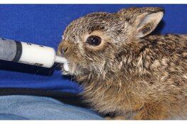 Hoe help je jonge haasjes?