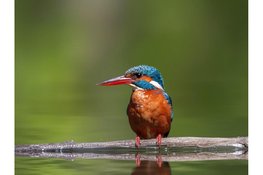 Meivakantie vol belevenissen bij Museum BroekerVeiling, met bijzondere vogelexcursies door het Oosterdelgebied