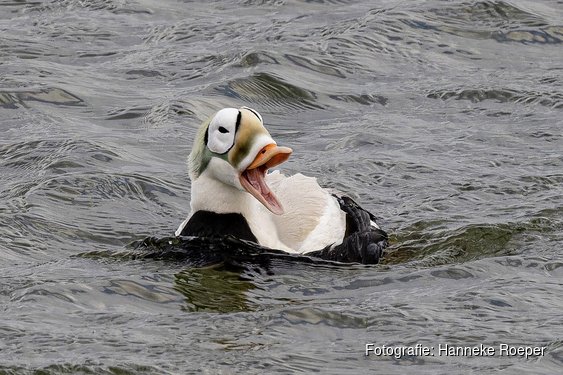 Ecomare zet onderzoek aan brileider in gang