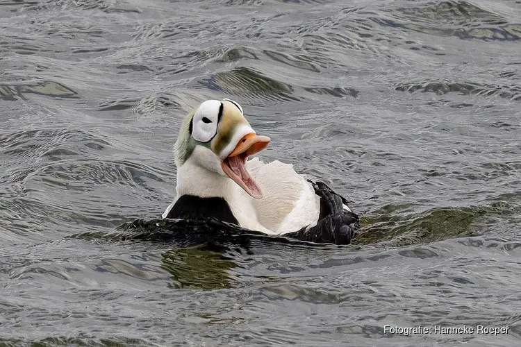 Ecomare zet onderzoek aan brileider in gang